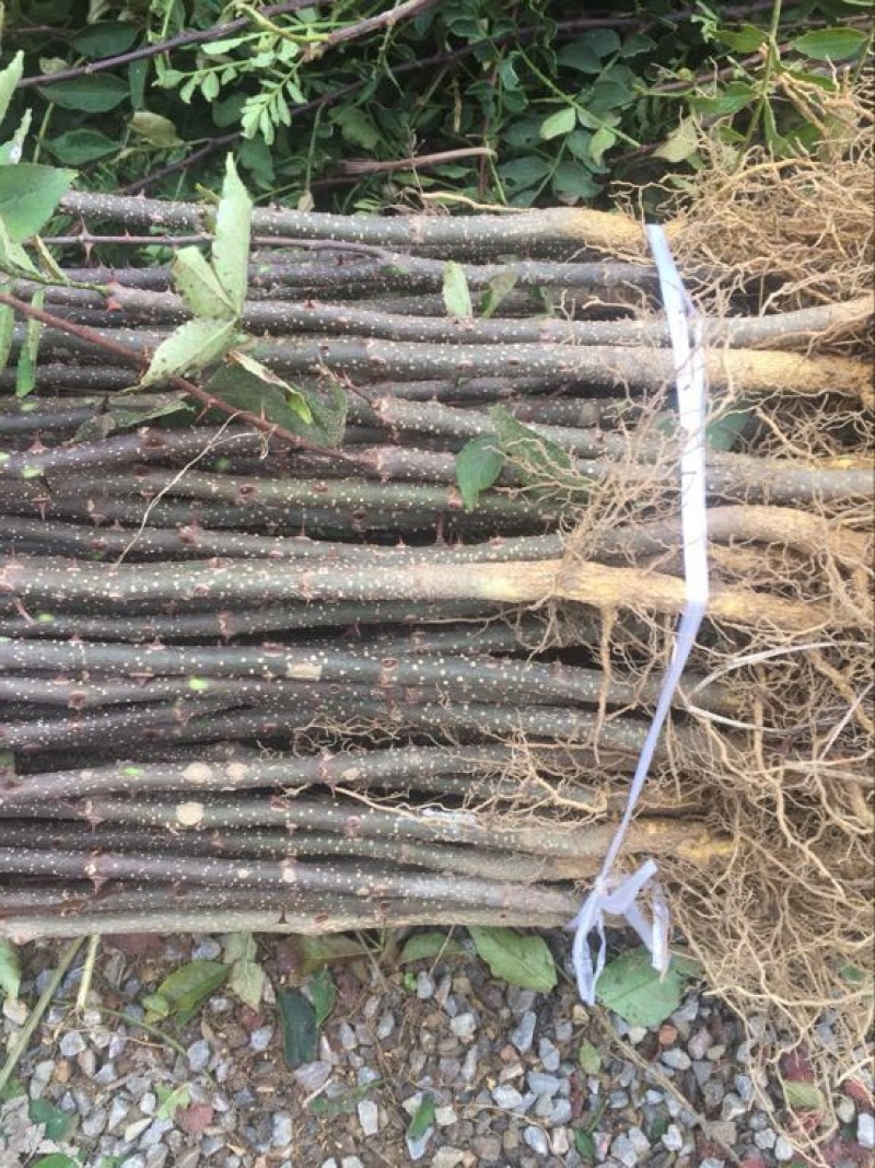 基地批发零售纯正大红袍花椒苗，价格优惠