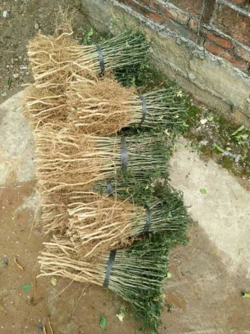 枳壳苗枳壳嫁接苗枸橘苗枳壳小苗