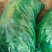越冬菠菜10~15厘米