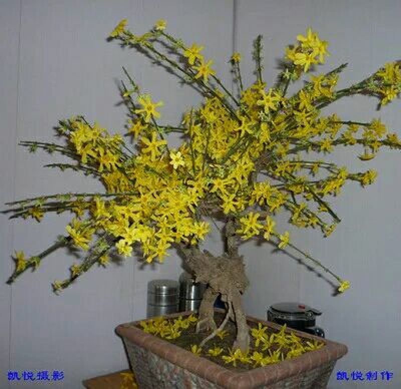 迎春花1~1.5米