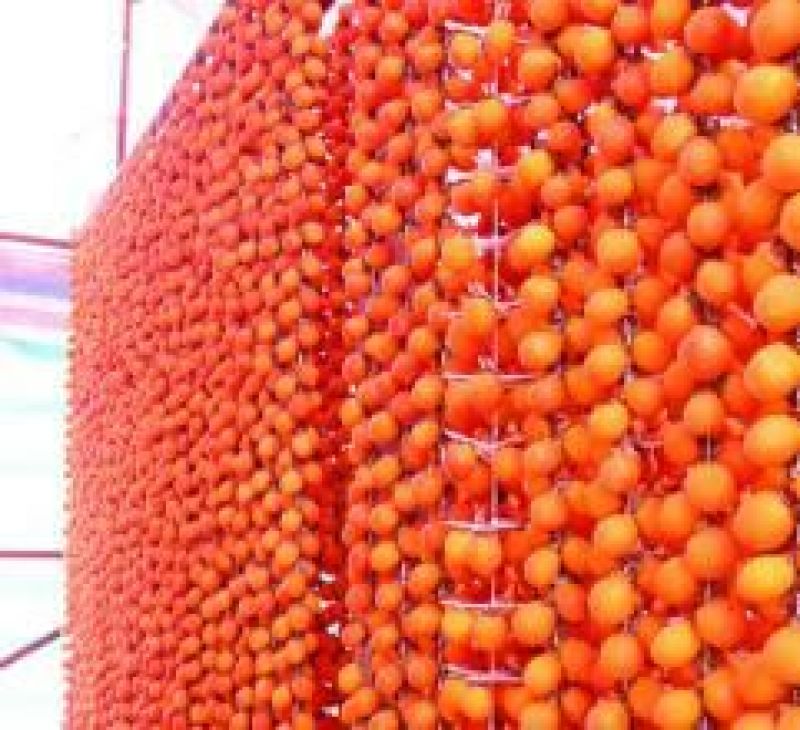 柿饼1两以下