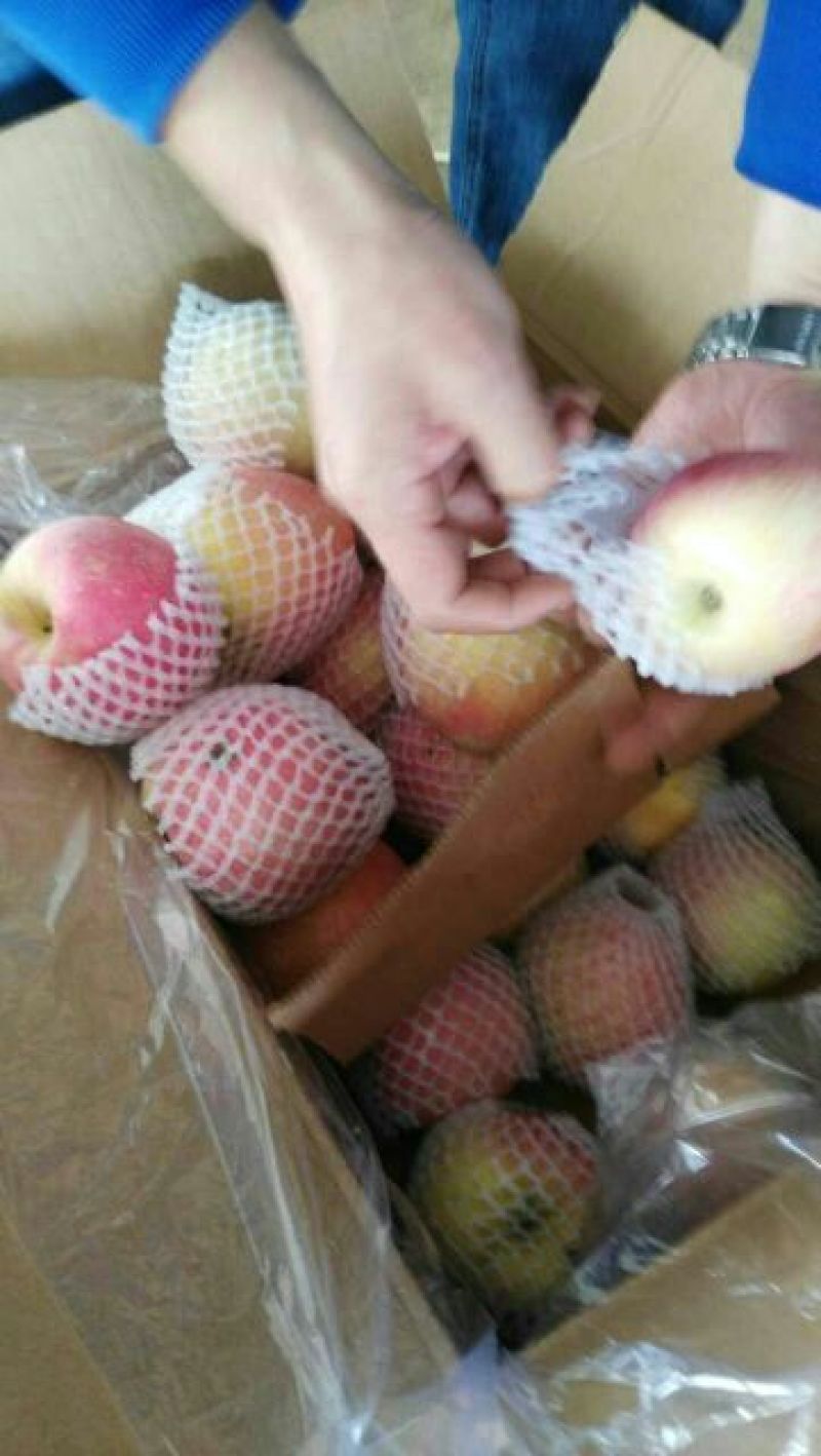 美八红露华硕苹果供应中，规格齐全，实力代办价格可谈