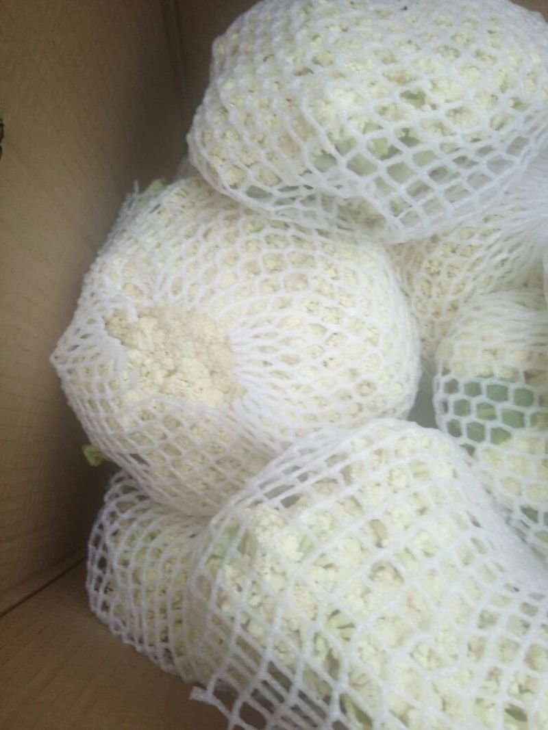 山东省聊城市莘县白面青梗松花菜直供2~3斤散花乳白