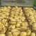 肥城新土豆荷兰十五新土豆大量供应中产量高个头大