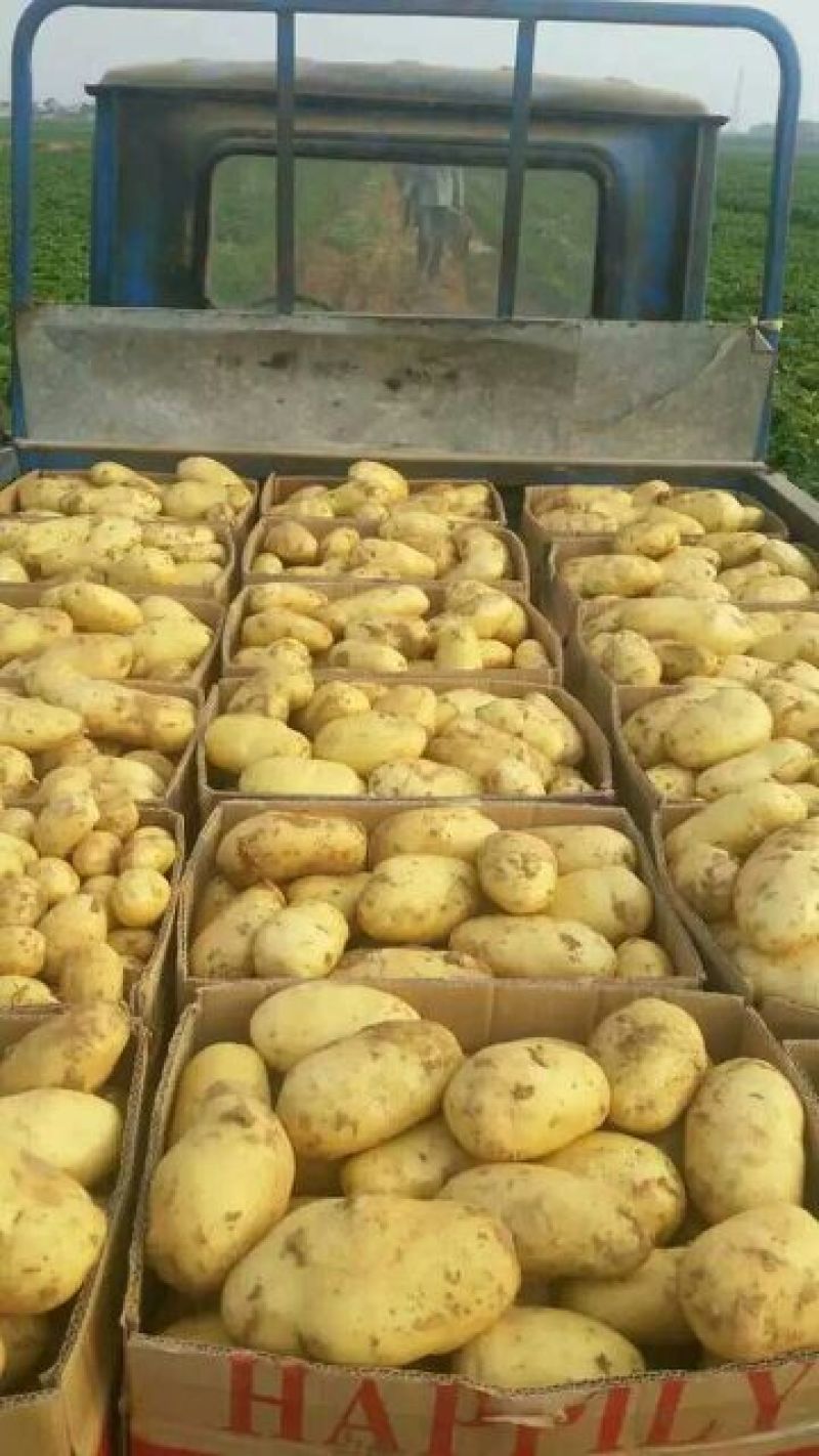 肥城新土豆荷兰十五新土豆大量供应中产量高个头大