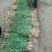 四季小葱35~40cm