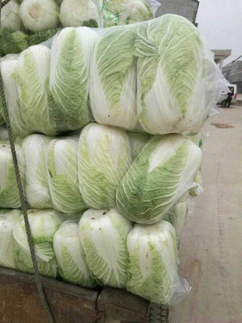 【热卖】精品黄心菜白菜4~6斤，价格便宜，现货批发