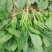 秋菠菜25~30厘米