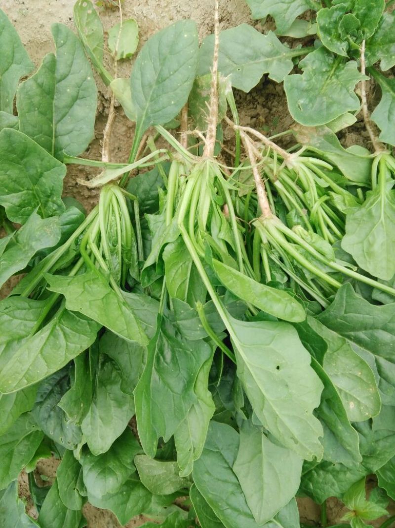 秋菠菜25~30厘米