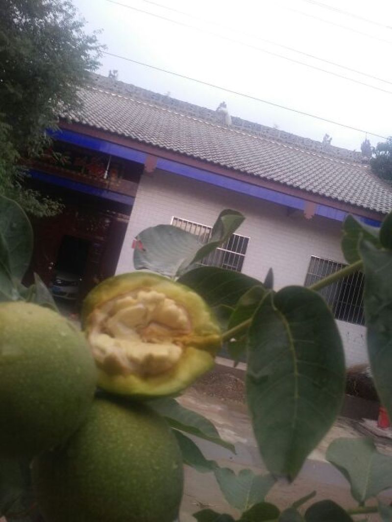 青皮核桃青皮