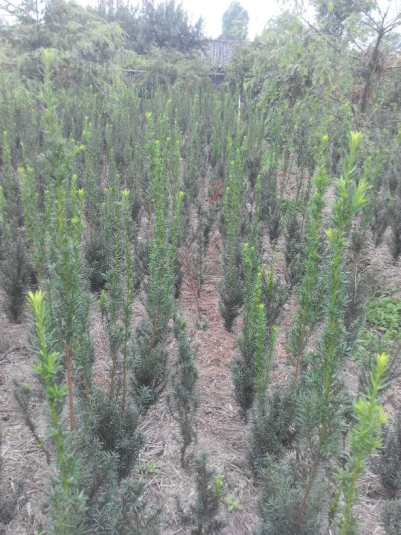 红豆杉盆景不含盆50~80cm
