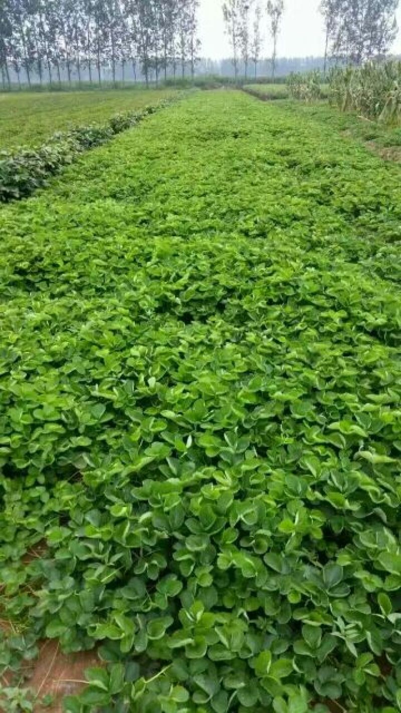 草莓苗10~20cm