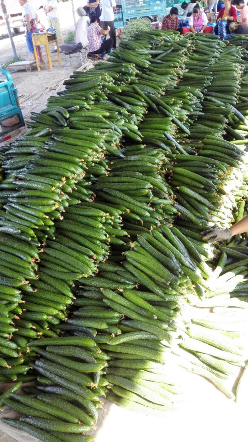 山东精品黄瓜22~25公分鲜花带刺，价格便宜，欢迎咨询