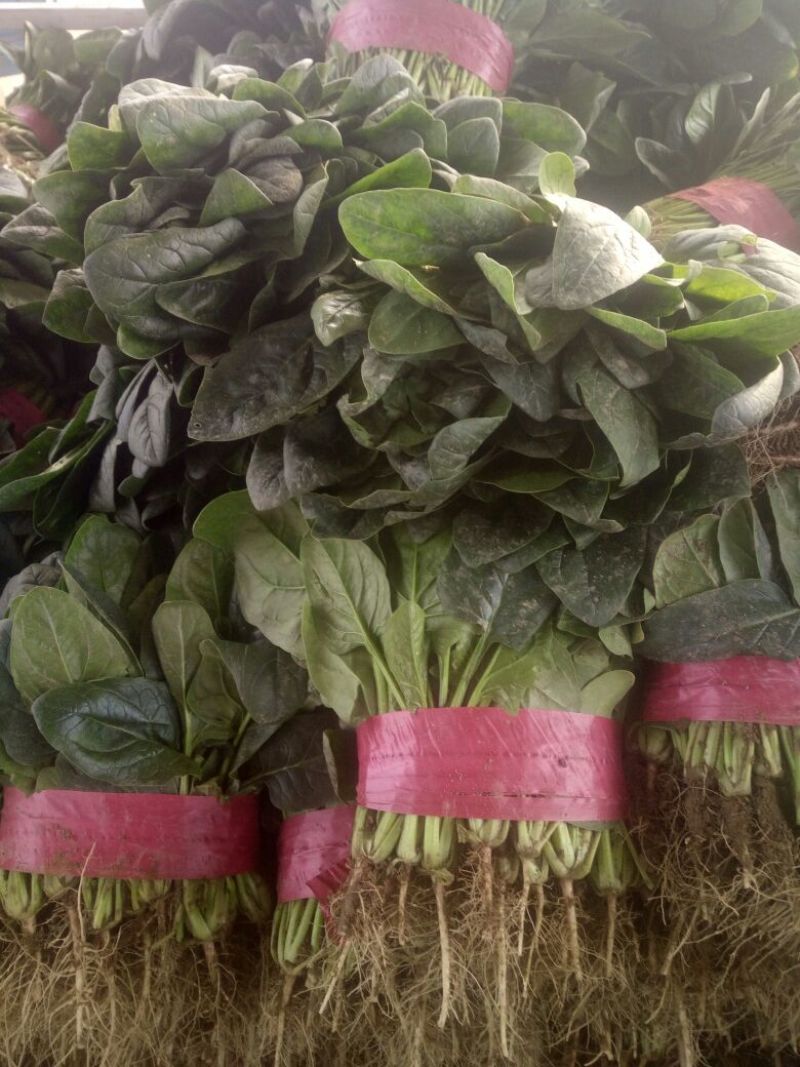 河南菠菜，大叶菠菜20~28大量有货，万亩基地诚信代办