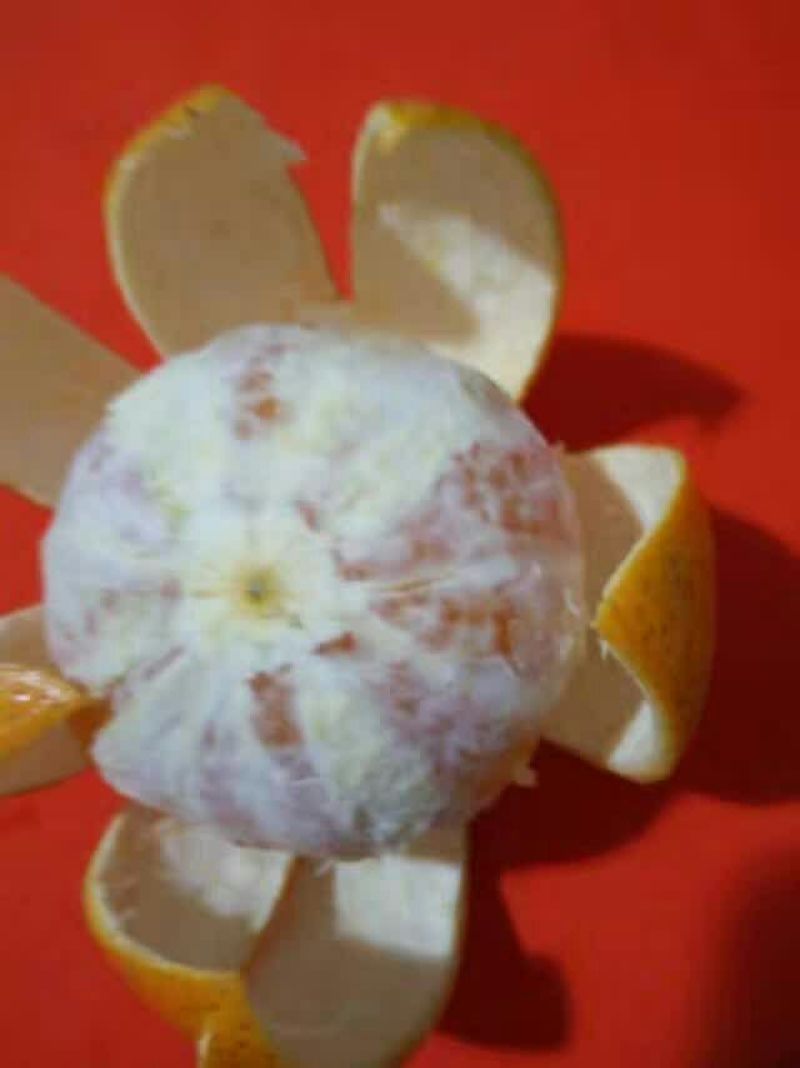 冰糖橙橙
