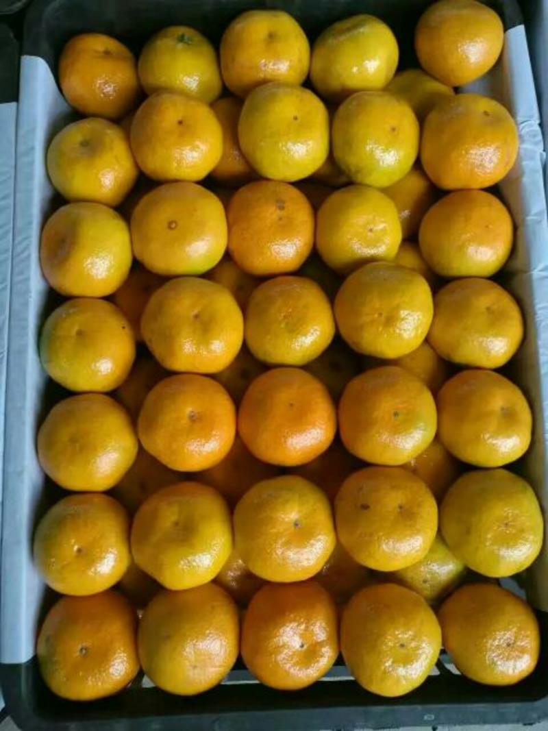 蜜橘5~5.5cm