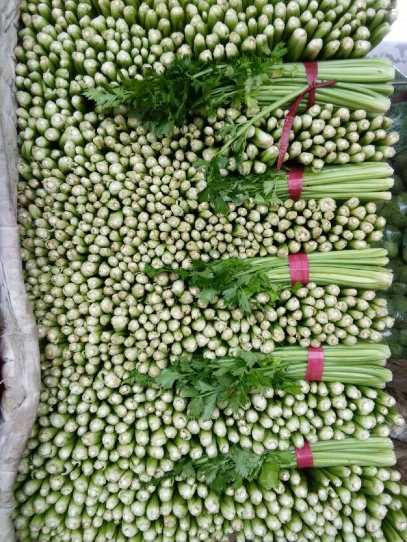 皇妃芹菜50cm以上货源充足，全国供货中