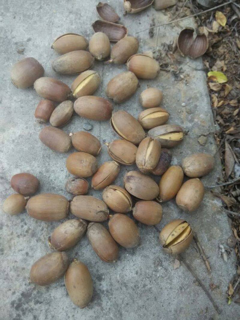 河南橡实大小均匀自然风干产地直发品质保证量大优惠