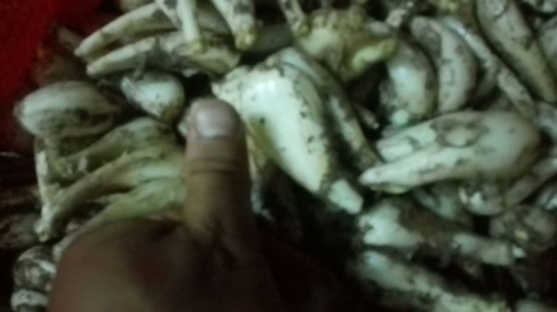 藠头2~3公分
