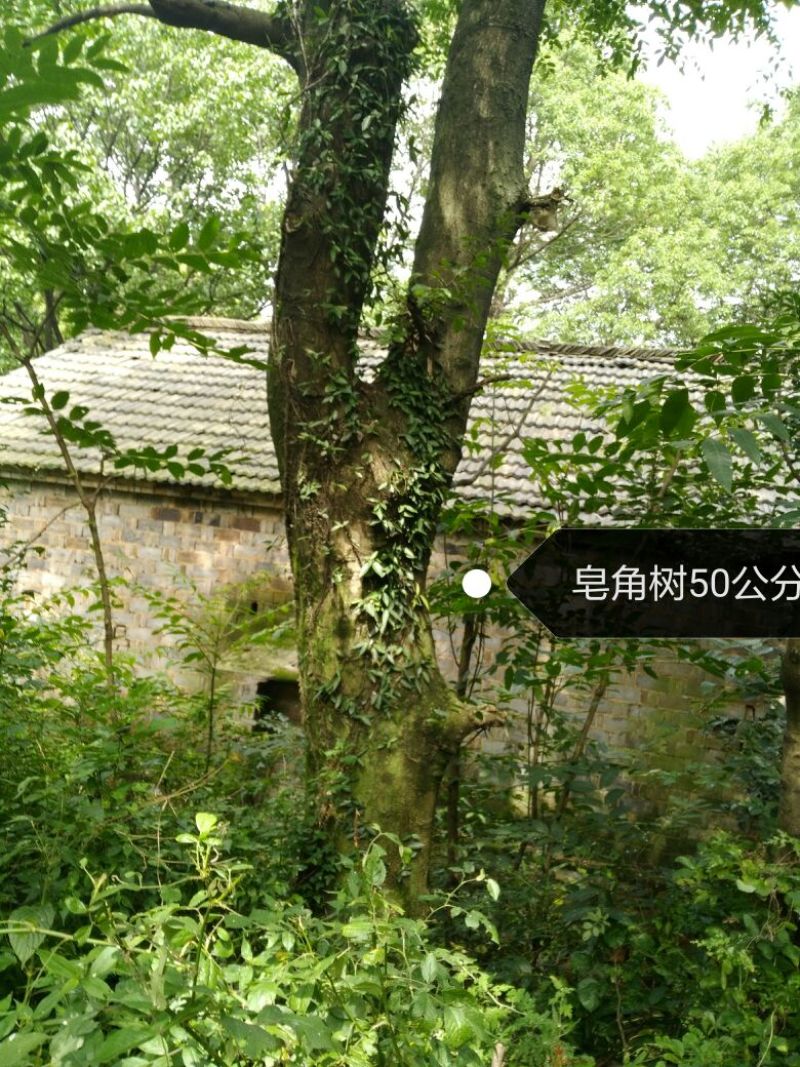 皂角树18~20cm20cm以上4米以上