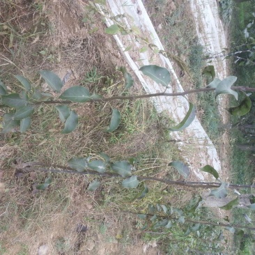 梨树苗150~200cm1~4cm