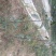 梨树苗150~200cm1~4cm