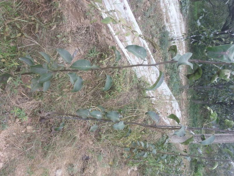 梨树苗150~200cm1~4cm