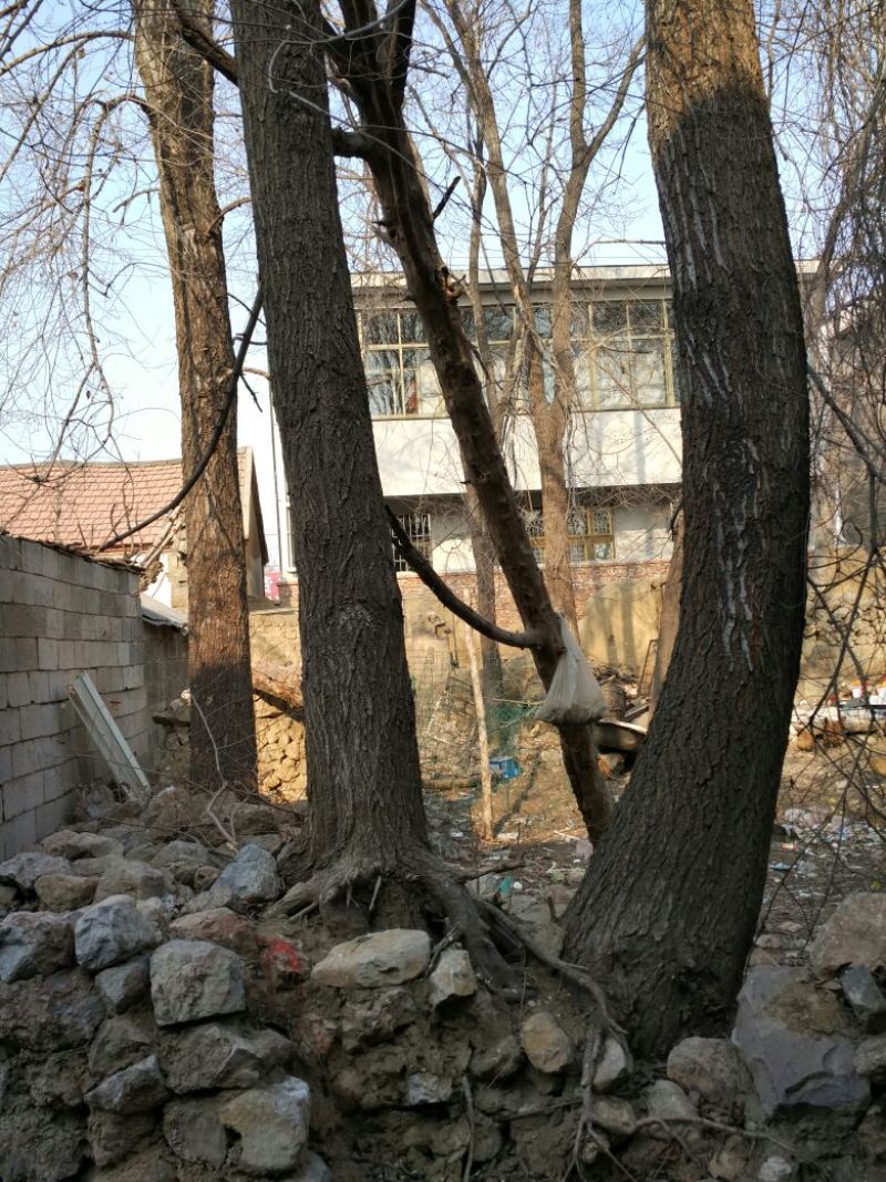 榆树