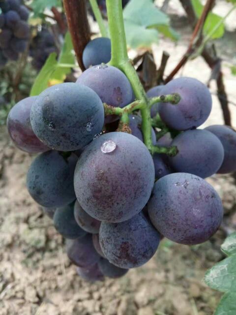 山西运城市盐湖区巨峰葡萄 0.8~1斤 5%以下批