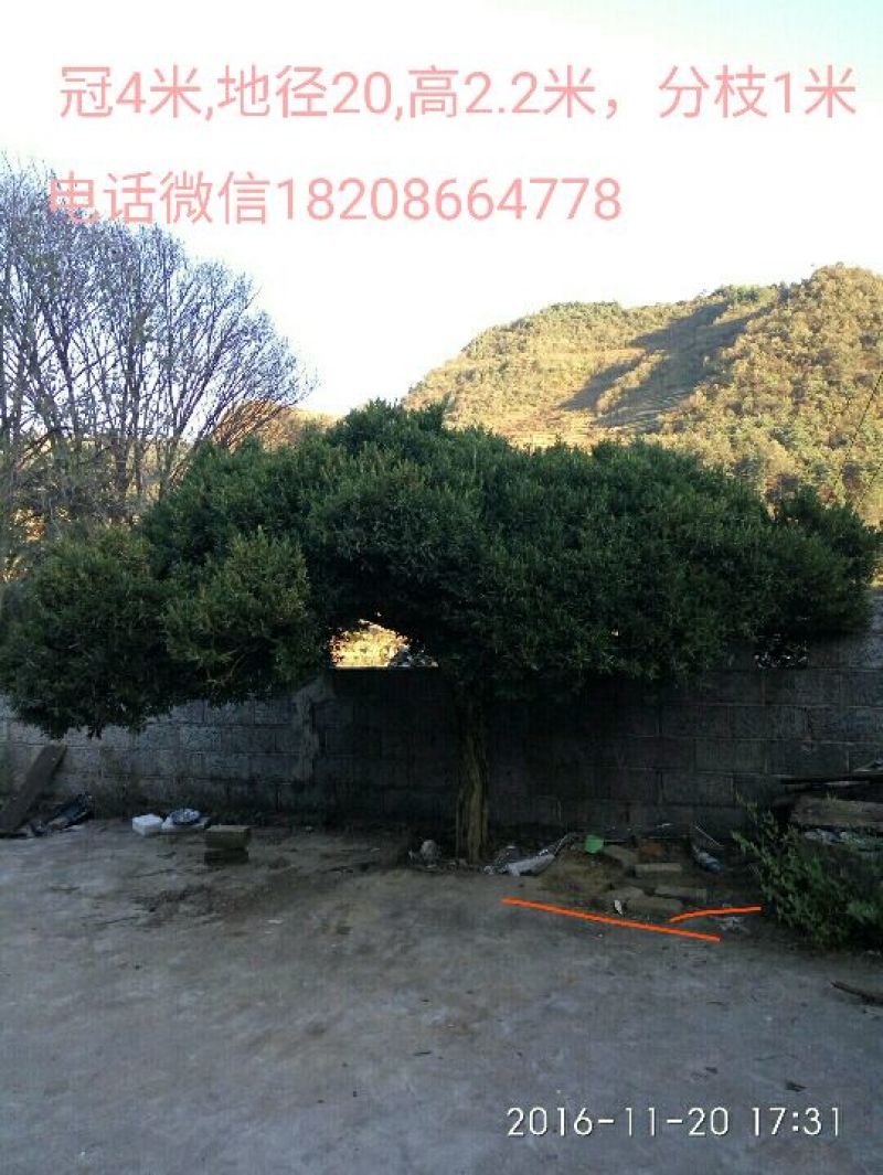 黄杨树桩15~20cm