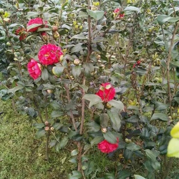 茶花球100~140cm