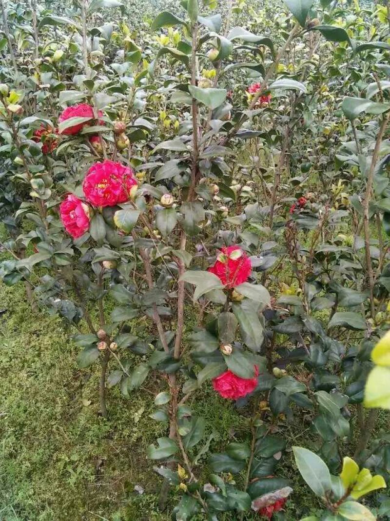 茶花球100~140cm
