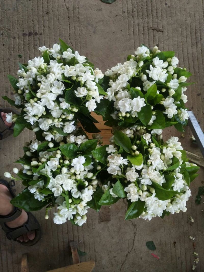 鲜切茉莉花