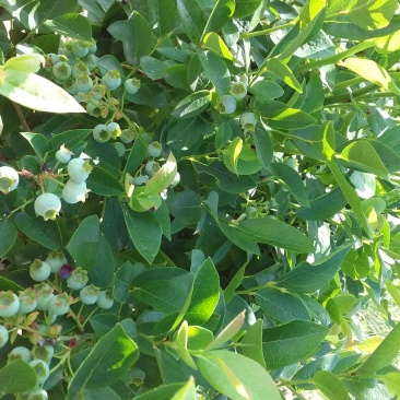 北陆蓝莓