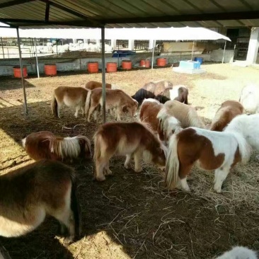 矮马200~300kg