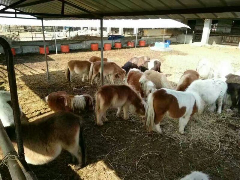 矮马200~300kg