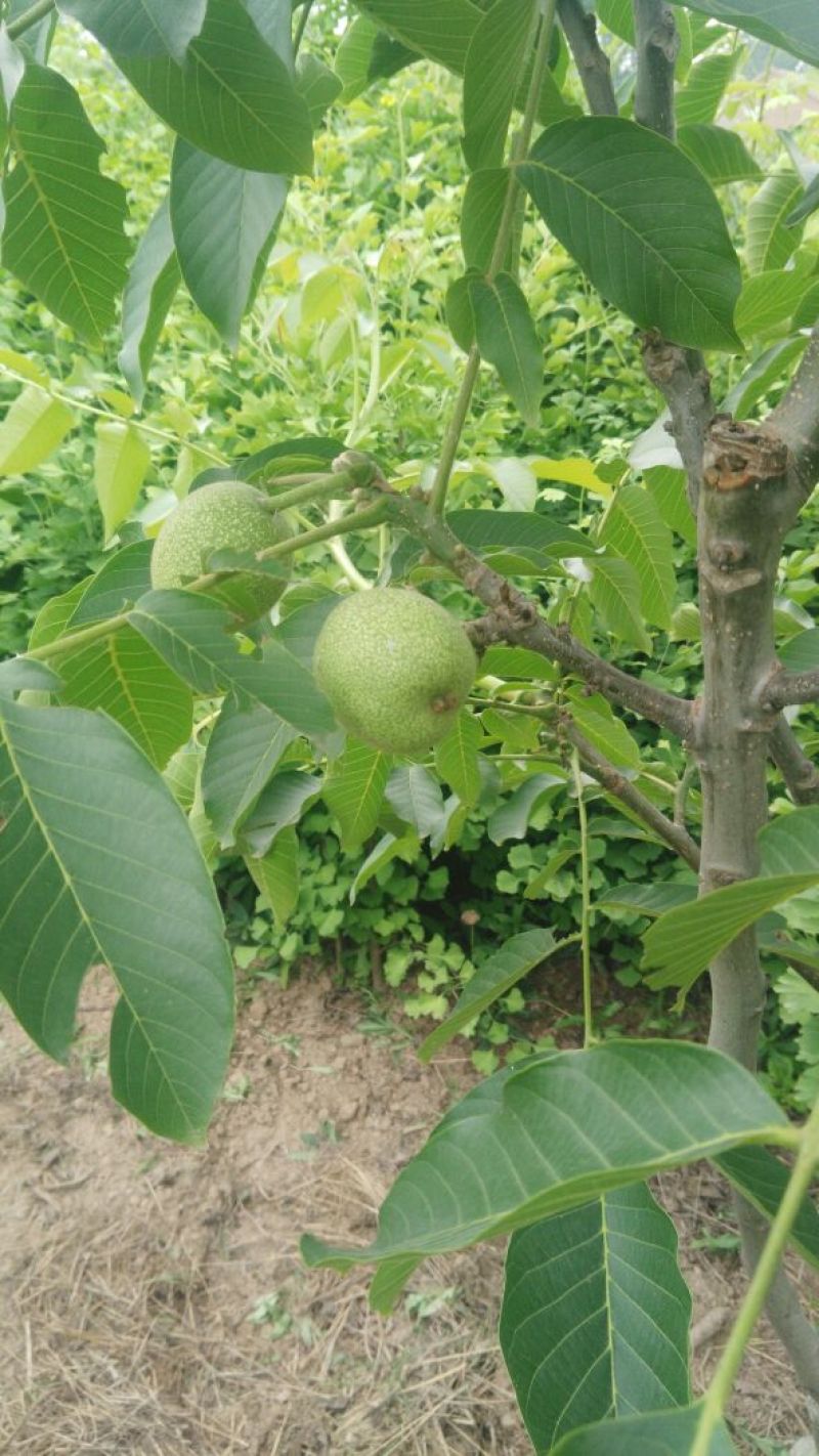 核桃树6~8cm10~12cm2.5~3米技术指导