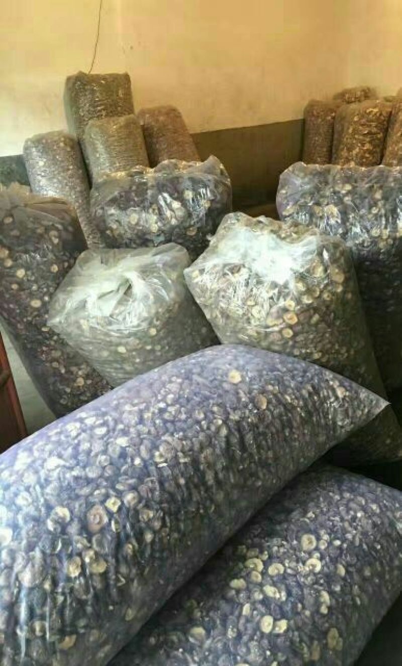 白面菇3cm以下