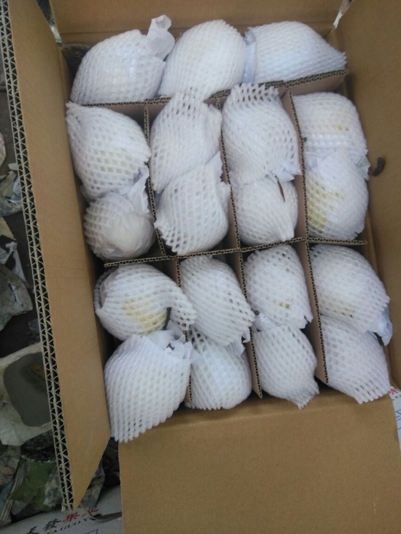 皇冠梨550~600g纸袋
