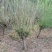 红石榴苗80cm以上软子石榴树，泰山红大石榴树苗种植基地