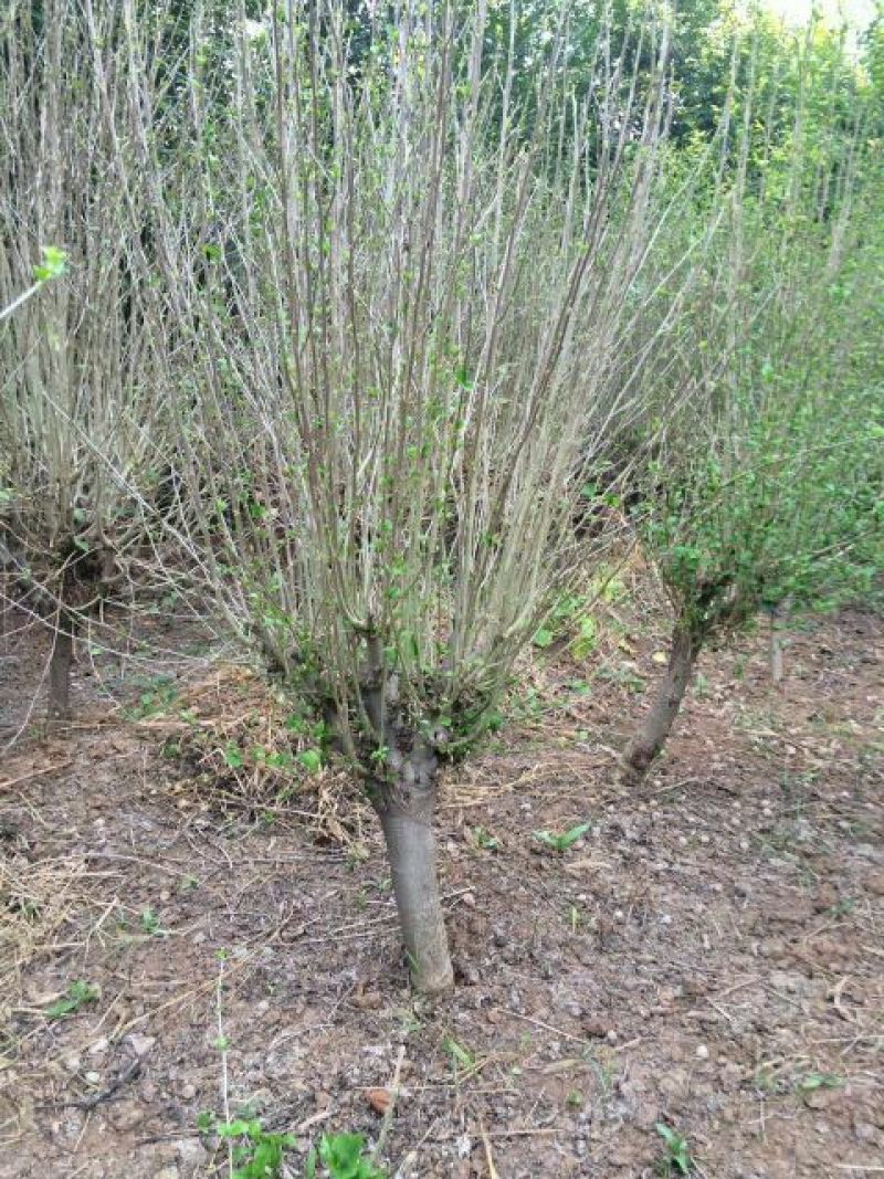 红石榴苗80cm以上软子石榴树，泰山红大石榴树苗种植基地