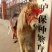 矮马骑乘马，半血马拉车马