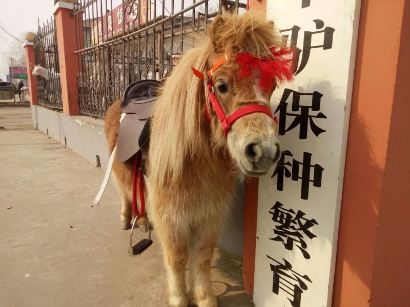 矮马骑乘马，半血马拉车马