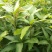 芒果苗四季芒果苗