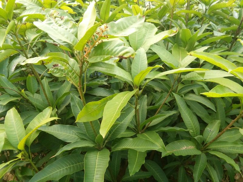 芒果苗四季芒果苗