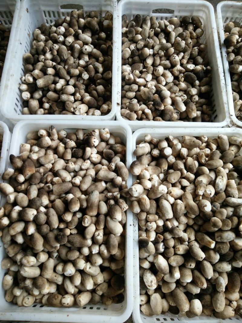 鲜草菇