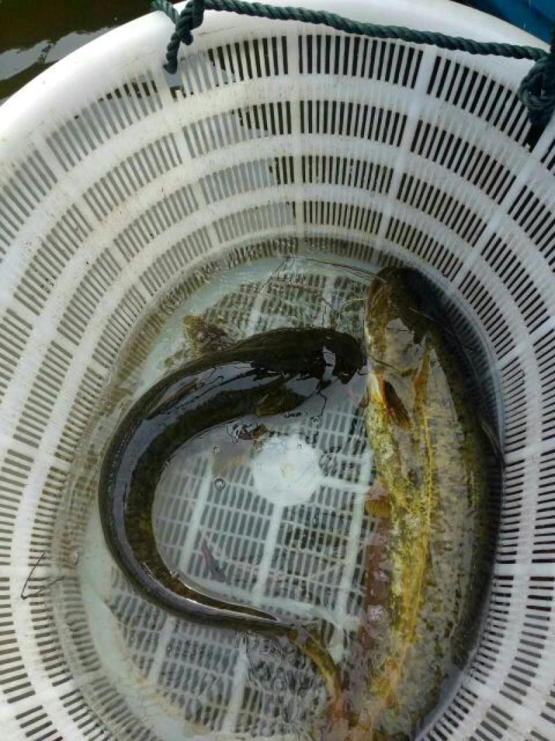 大口鲶食用