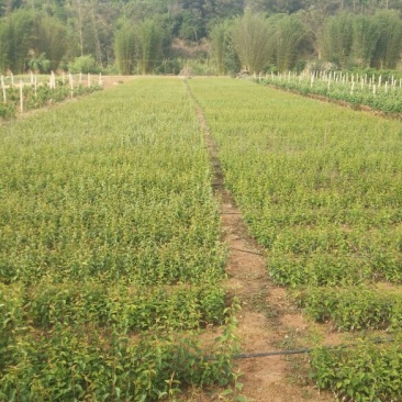 梨树苗免费提供技术指导