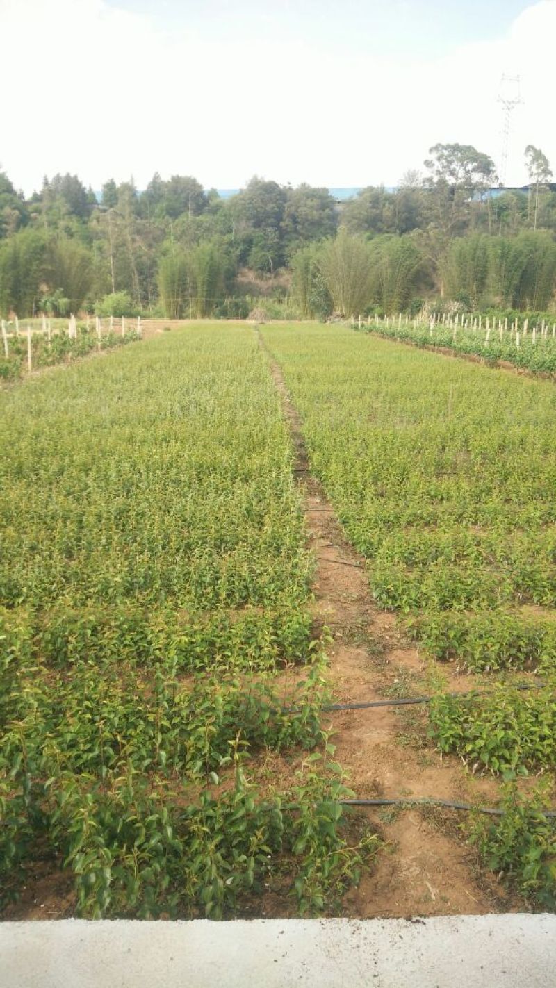 梨树苗免费提供技术指导