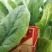 大叶菠菜20~25厘米